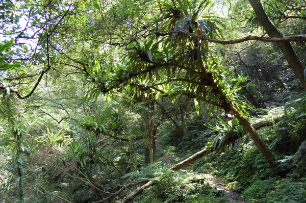 深坑炮子崙步道1960556