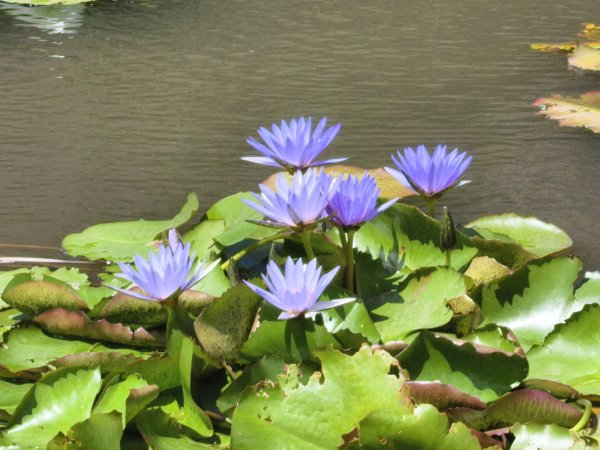 [百山百鳥尋旅-11/15] 2025_0927 大屯主峰-連峰步道_二子坪步道2899565