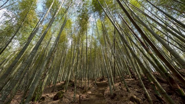 嘉南雲峰、石壁山步道3049091