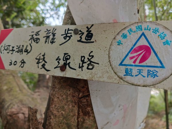 竹東鎮柯子湖山福隆步道稜線路+腰繞路P字走3013376