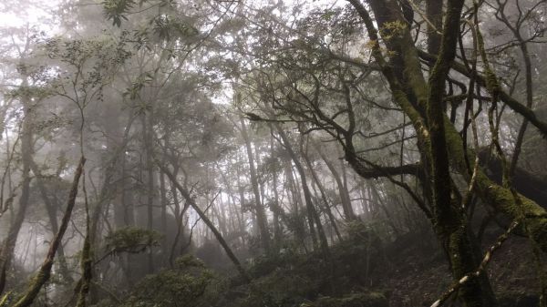 塔曼山，玫瑰西魔山 106.5.7(日)128657