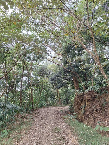 烏山嶺水利古道+鳥子嶺O型2967445