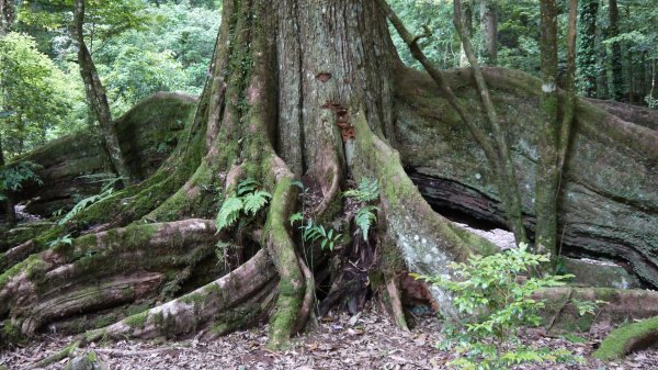 北坑山登山健行趣(中級山)1526437