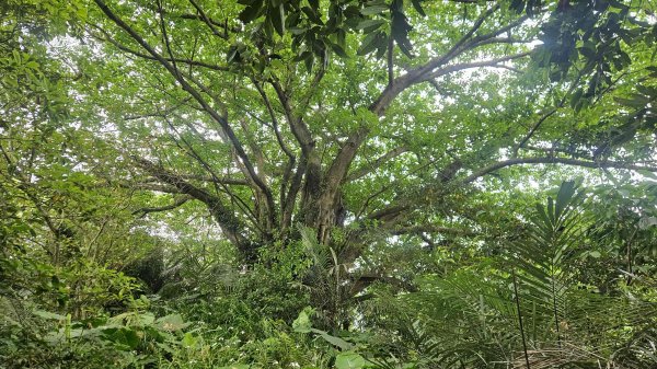 20260420土城五連星(內冷水坑山-牛埔頭山-茅仔嶺-清水石門山-崙仔山)3041779