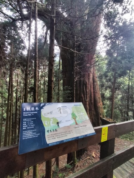 檜山巨木群步道2250306