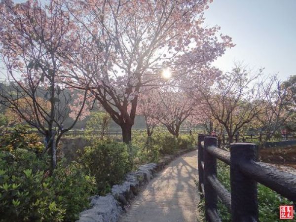 【新北市】三生步道~櫻花粉的浪漫
