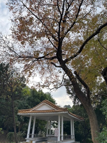 2025-0204 鶯歌_大凍山_三角埔頂山_迴龍2708043