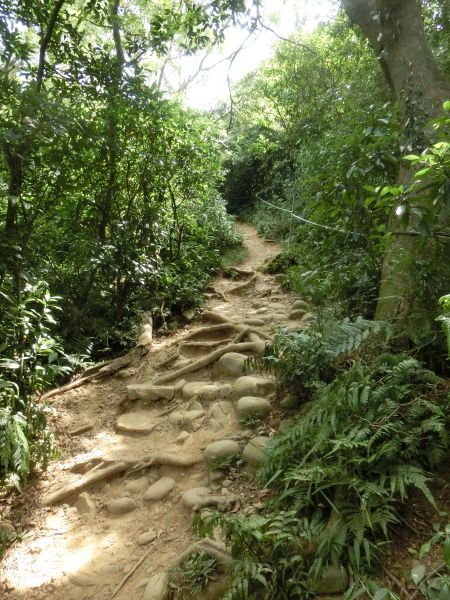 觀日坪古道．飛鳳山182499