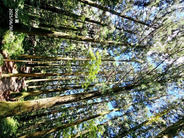 桃園小百岳東眼山(H1212m)2844623