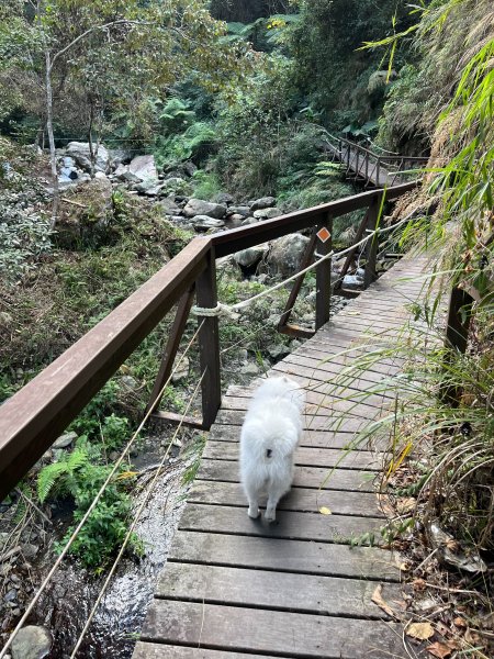 跟銀狐犬一起去蝴蝶谷瀑布找遺失登山杖 2025.12.52956211