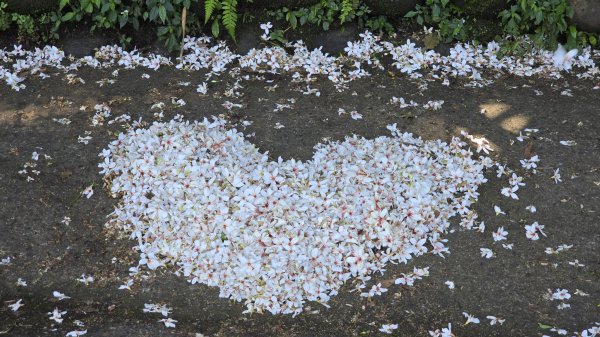 2025桐花大爆發，台灣最大的賞桐花景點，土城桐花公園、天上山及火焰山的桐花大爆發2776450