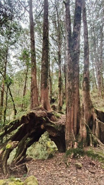 神阿縱走~台灣難抵極~大塔山2971486