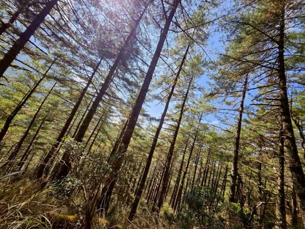 20260320四個毆鷄桑🦸‍♀️南橫溪頭山O繞關山嶺山3022693