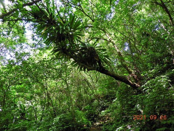 新北 坪林 四堵古道(石牌縣界公園段)1469827