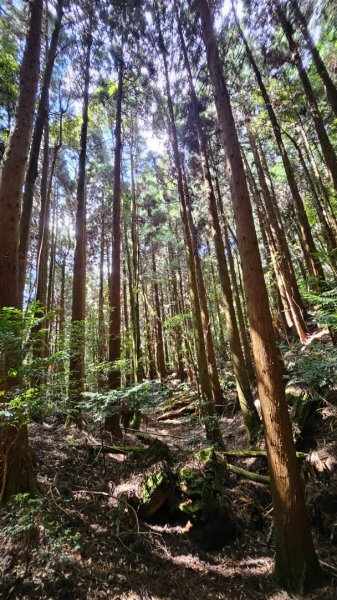 20251014雪見遊憩區 🚴‍♂️咖搭車走司馬限林道上東洗水山兩刷北坑山至大板根2916457