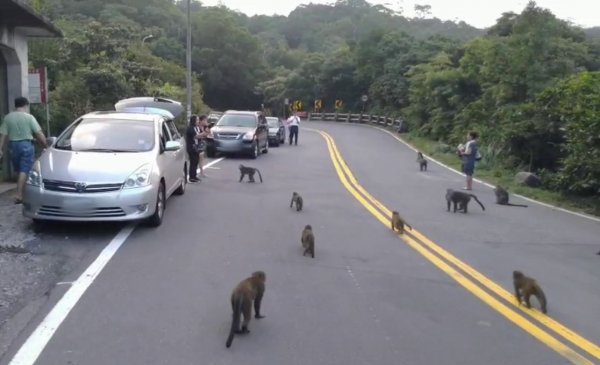 【新聞】漆彈槍嚇阻臺灣獼猴遠離馬路 只為重新建立人猴界線