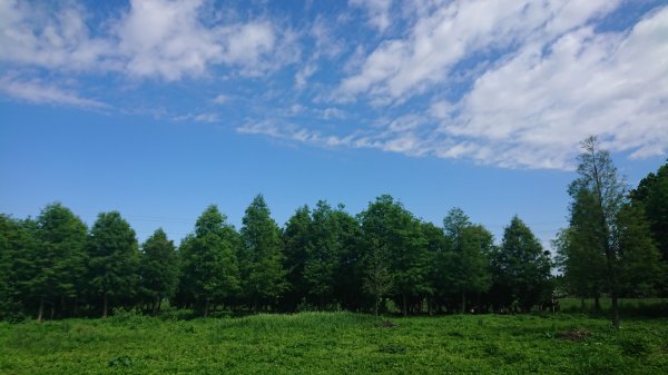 茶香步道～田中森林公園980888