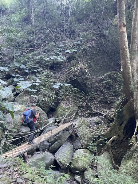 卡保逐鹿山毛欅2935493