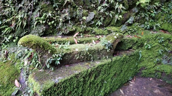 璀璨百年淡蘭古道～崩山坑古道、溪尾寮山、保城坑古道、虎豹潭步道O走1313438