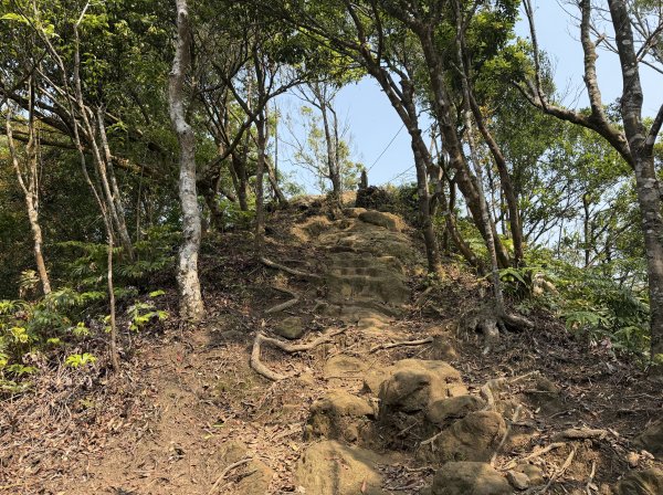 [微笑山線_第八段] 2026_0411 二格山系_炙子頭山3035093