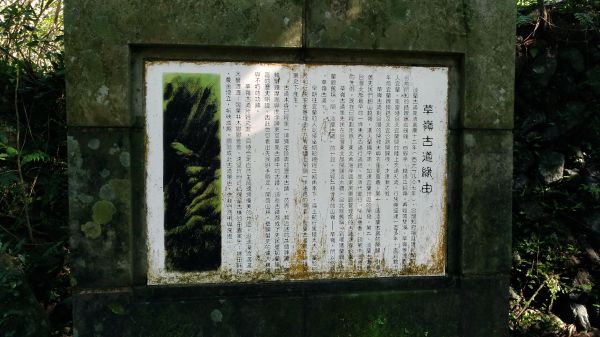 草嶺古道芒花被陽光曬的金光閃閃!216378