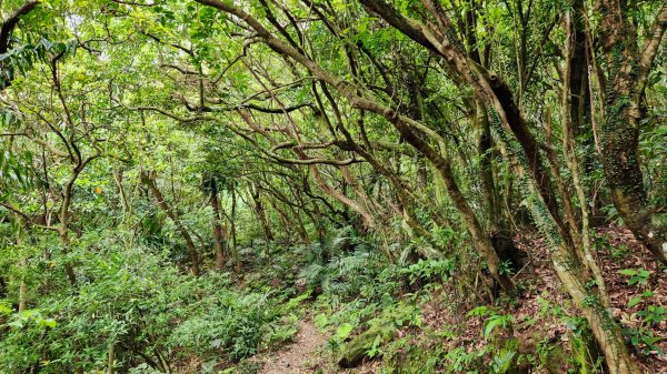 抹茶山，聖母登山步道，隆隆山，福卯古道，水柳腳登山步道，觀音台步道，北勢溪自行車道2112020