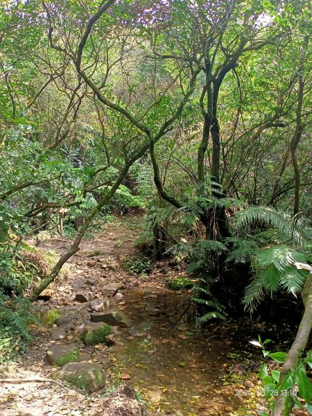 【臺北大縱走4】風櫃嘴→雙溪溝古道→五指山古道→大崙頭山北面步道→許願步道→圓覺寺步道→大溝溪→大湖2469087