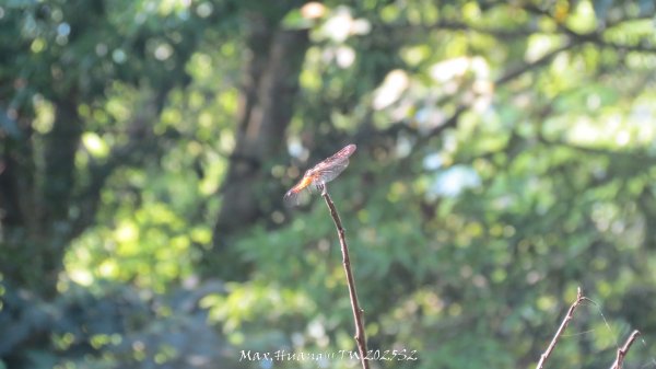 《苗栗》古道柳杉｜雲洞宮鳴鳳古道南長城步道登三湖山202505022777131