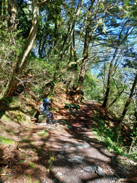 檜山巨木群步道1662824