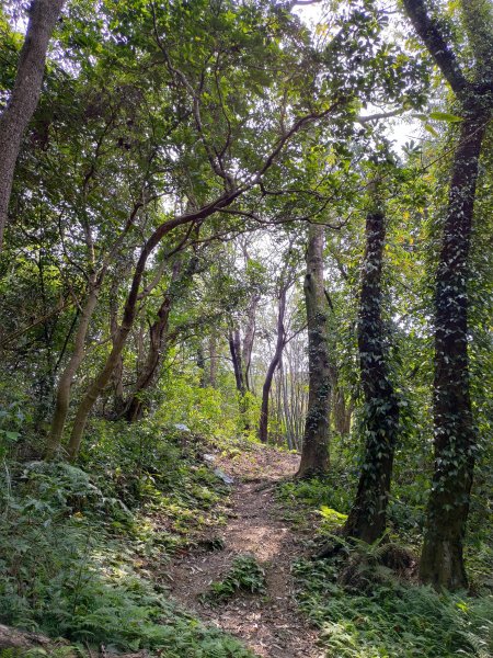 大棟山縱走(鶯歌上山佳下)1319287