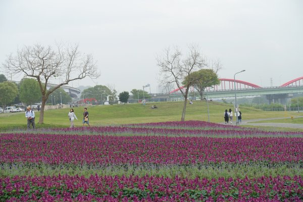 古亭河濱公園紫色花海1286075
