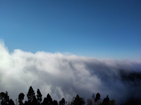 觀霧雲海山林之美2923636
