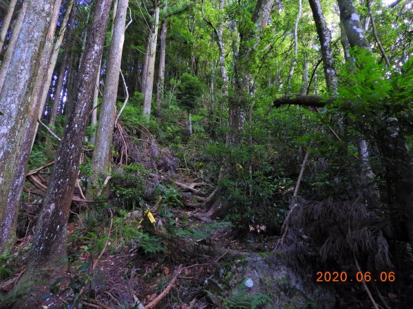 新竹 五峰 鳥嘴山、鵝公髻山986662