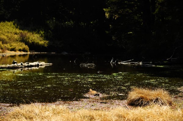 武法奈尾山天巒池872503