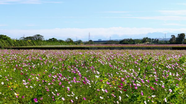 仙草嘉年華2662160