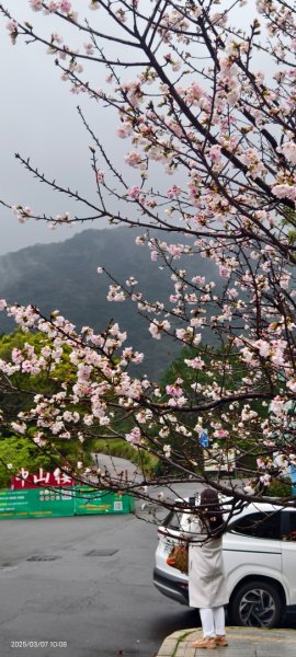 陽明山趴趴走 - 賞櫻花 3/72729252
