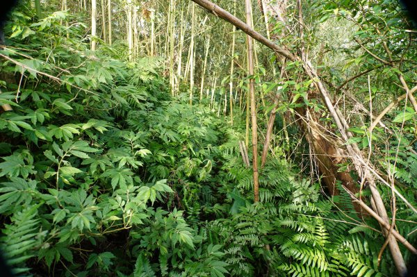 桃園 復興 牌子山、金平山2952208