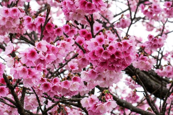 【新聞】「菁山農村社區」櫻花已悄悄綻放囉！