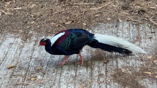 ~ 池 有 山 / 品 田 山 ~2854047