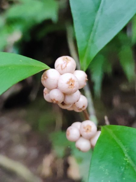 霞喀羅古道全線解鎖（石鹿到養老）2961028