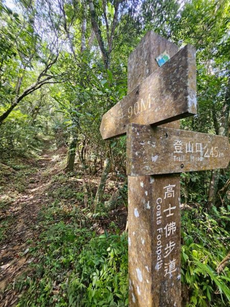 20260515高士佛步道茄苳巨木3055262