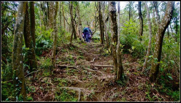 一坑古道、山腰古道、耳空龜山364785