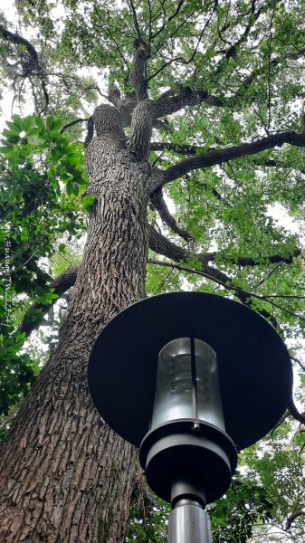 《新竹》城市微旅｜十八尖山+香山濕地賞蟹步道202511012928403