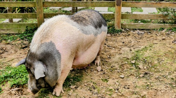 楊梅保甲古道,福人登山步道2695955
