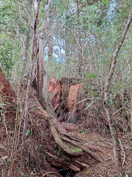 觀霧之榛山O型202411232653917