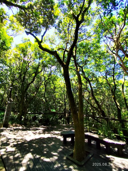【臺北大縱走 4】大崙頭山北面步道→五指山古道→雙溪溝古道2874371