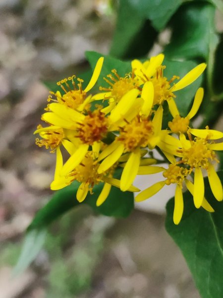 霞喀羅古道全線解鎖（石鹿到養老）2961031