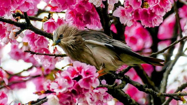 《青玉案・樂活櫻雲照水》2709192