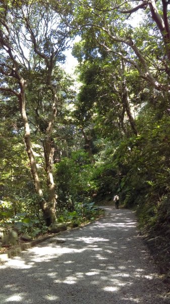 【臺北親山拓印趣】天母山天母古道白雲瀑布918684