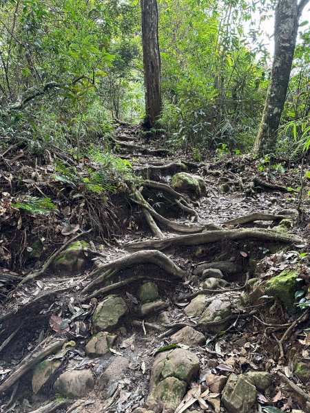 米堤走烏土堀林道到金柑樹山再到杉林溪天地眼2319341